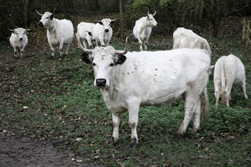 Longhorn cows