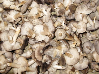 Petits gris après la cueillette. Champignons en cagette.