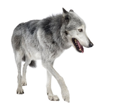 Mackenzie Valley Wolf (8 years) in front of a white background