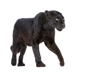 Foto auf Acrylglas Panther Schwarzer Leopard (6 Jahre) vor weißem Hintergrund