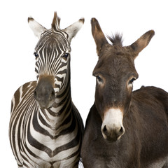 a Zebra and a donkey  in front of a white background