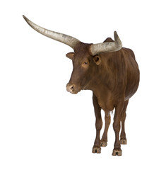 Ankole-Watusi in front of a white background