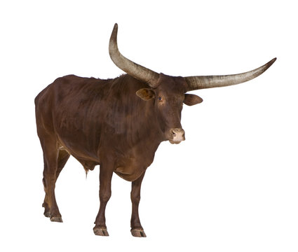 Ankole-Watusi in front of a white background