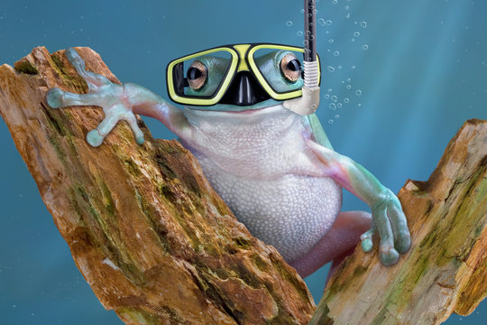 Frog Underwater