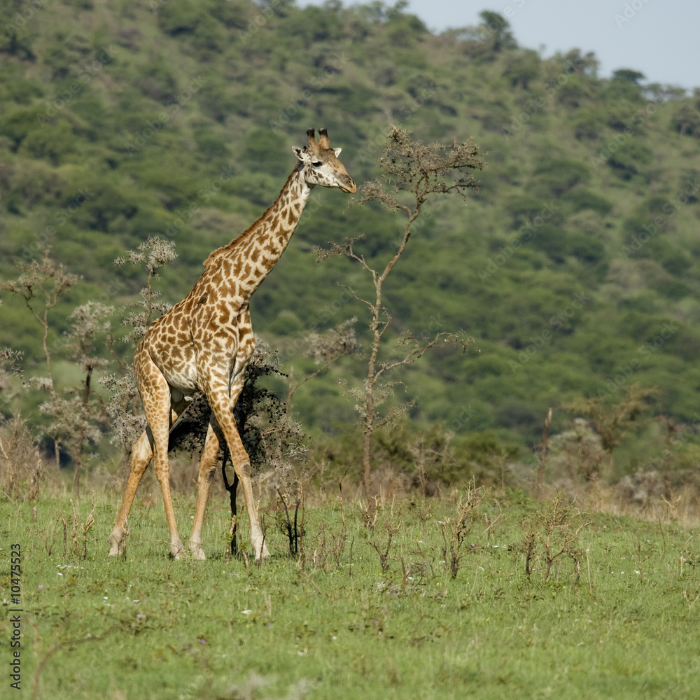 Wall mural Girafe in the Serengeti