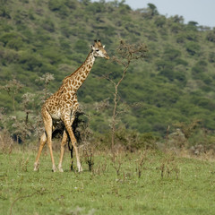 Naklejka na ściany i meble Girafe in the Serengeti