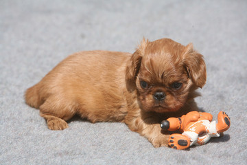 chiot épagneul king charles jouant avec son jouet