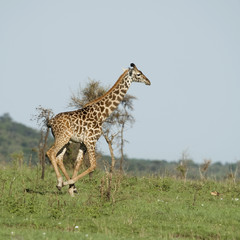 Girafe in the Serengeti