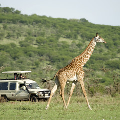 Girafe in the Serengeti passing in front of tourist