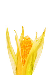 Corn cob isolated on the white background
