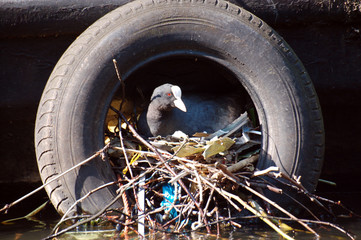 nid de poule d'eau