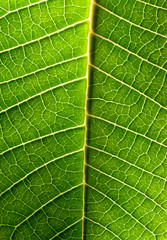 Close-up of green leaf