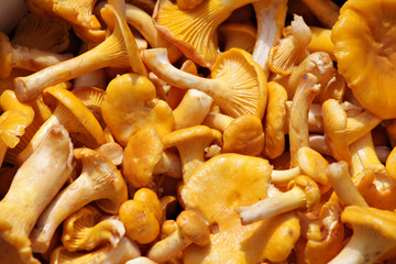 chanterelle mushrooms background