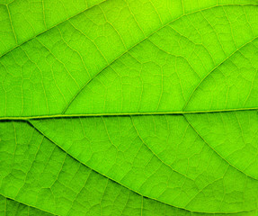 Naklejka na ściany i meble green leaf structure