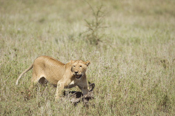 Fototapeta na wymiar lioness and her prey
