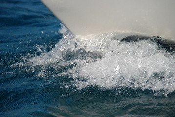 Fototapeta premium vague