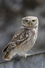 The Little Owl (Athene noctua)