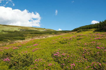 Fototapeta na wymiar Pink rhododendron flowers on summer mountainside