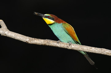Bee-eater
