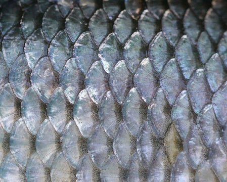 texture of  fish scales