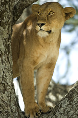 lioness in the tree