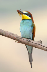 Bee-eater