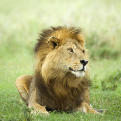 Lion lying down in the grass in the Serengeti reserve
