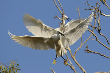Little Egret (Egretta Garzetta)