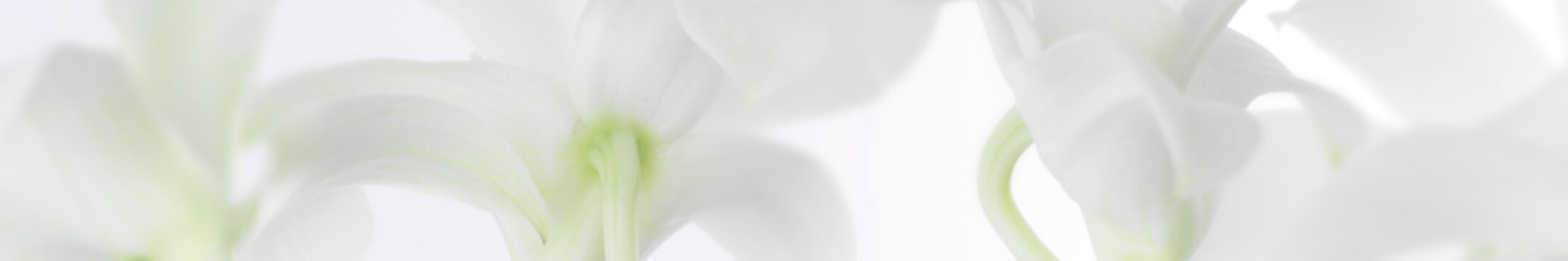 panorama aus weissen orchideen