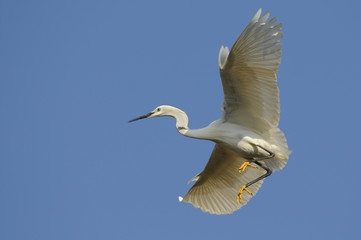 Little Egret (Egretta Garzetta)