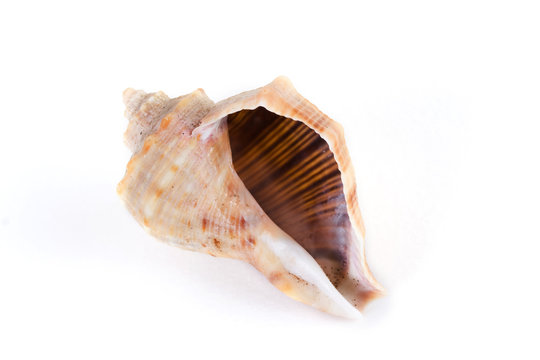 Channeled whelk spiral shell isolated on white background