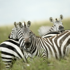 Fototapeta na wymiar Zebry patrząc na kamery w Serengeti