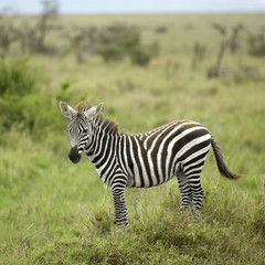 Fototapeta na wymiar young zebra in the serengeti plain
