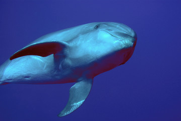 dolphin