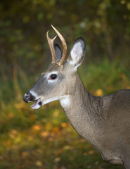 whitetail buck near a forest edge in autumn