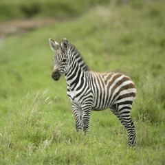 Fototapeta na wymiar Młoda zebra na równinie Serengeti