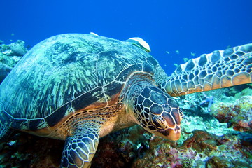 Sea Turtle Dive