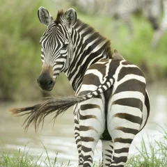 Türaufkleber Zebra Zebra