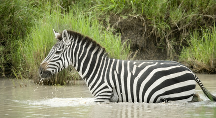 Fototapeta na wymiar Zebra in the water