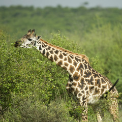 Girafe eating in the serengeti reserve