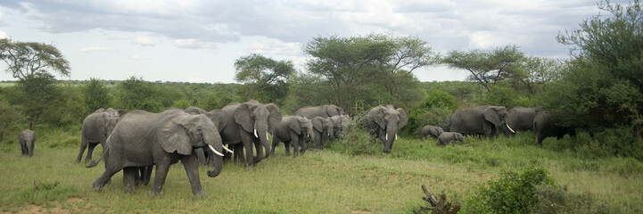 Herd of elephant in the serengeti plain