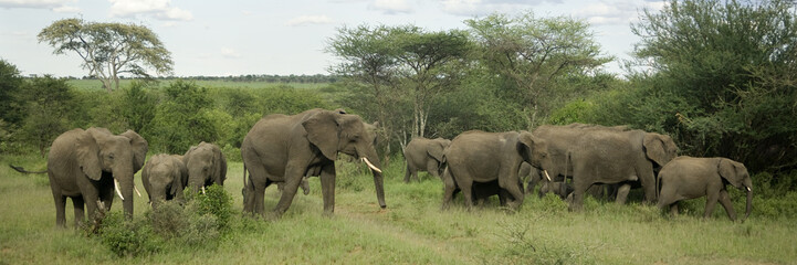 Obraz premium Herd of elephant in the serengeti plain