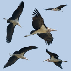 Set of Leptoptilos flying against a blue background