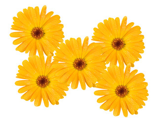 Water drops on camomile petals