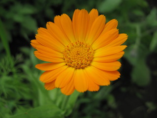 calendula