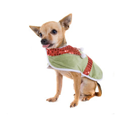 a tiny chihuahua dressed up as an elf