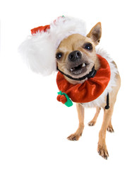 a tiny chihuahua dressed up in a santa outfit