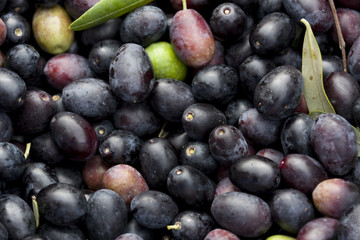 sfondo olive