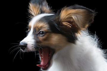 The puppy papillon on a black background