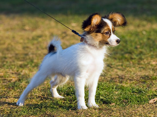 Portrait of the puppy of breed papillon.